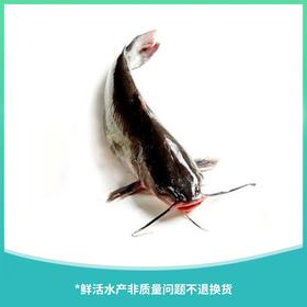 叉鮰鱼 约1200g±50g/条