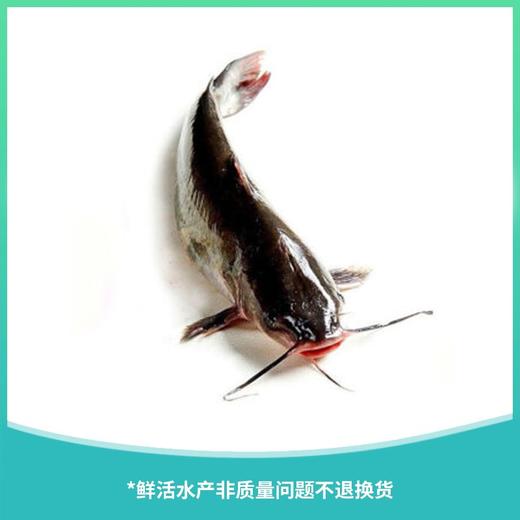 叉鮰鱼 约1200g±50g/条 商品图0