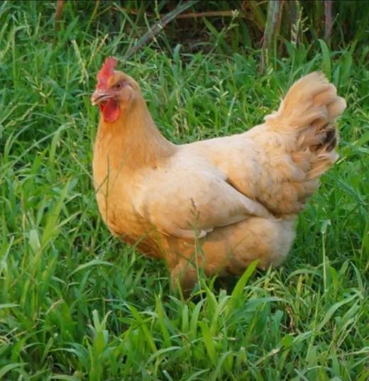 【生鲜预定】土杂鸡 商品图1