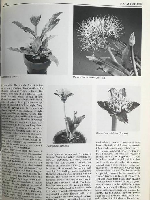 纽约植物园图解园艺百科全书（卷5） 数百幅插图 精装大16开 商品图13