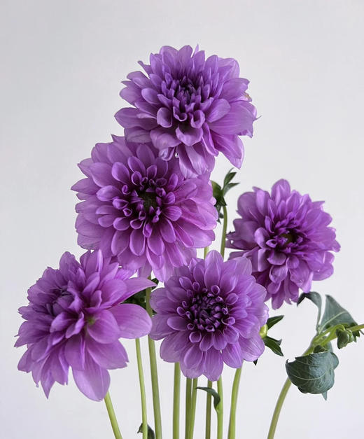 【新花派】大丽花-紫色  5枝/扎 商品图2