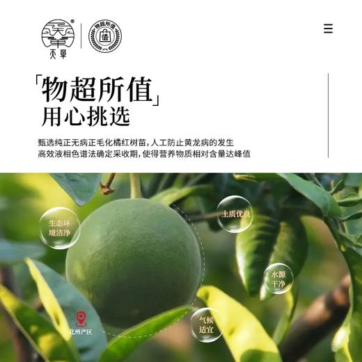 天单橘红粹白礼盒 商品图5