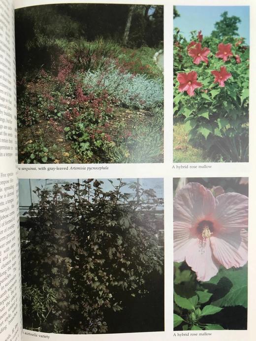 纽约植物园图解园艺百科全书（卷5） 数百幅插图 精装大16开 商品图4