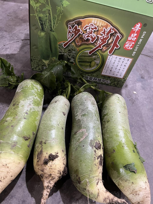 “沙窝的萝卜-赛鸭梨”
“沙窝的萝卜-嘎嘣脆”
这是天津人常说的两句歇后语。
沙窝青萝卜是天津萝卜的代表，主要是绿如翡翠，落地即碎，生吃清脆，香甜爽口，食之健胃消食，清热解毒，顺气开胸。7斤/箱 商品图1