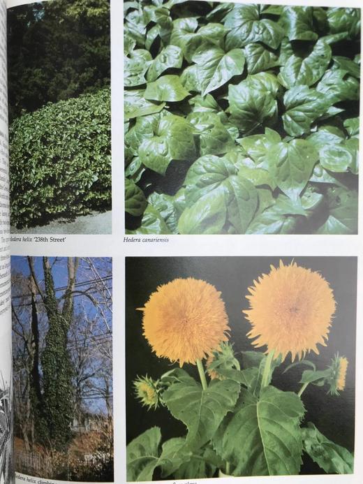 纽约植物园图解园艺百科全书（卷5） 数百幅插图 精装大16开 商品图6