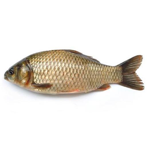 鲫鱼 约750g±50g/份 商品图1