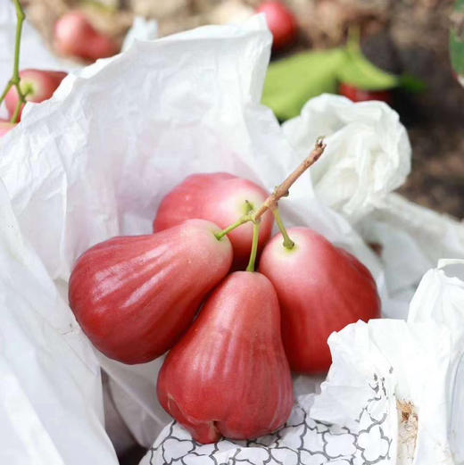 南鹿一号有机莲雾顺丰空运包邮下单从三亚发货 商品图6