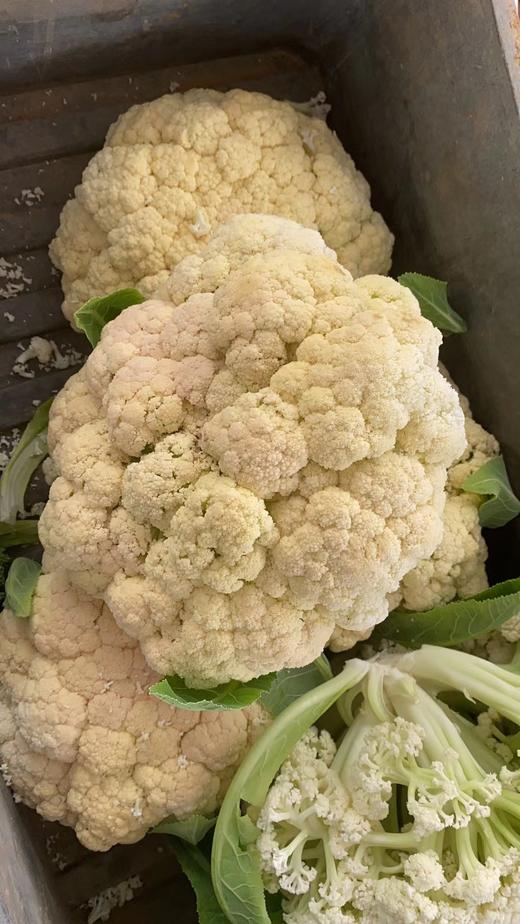 鸿翠园 有机花菜 商品图3