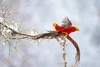 行摄华中屋脊，最诗情最画意  ——神农架穿越+雪地金丝猴+红腹锦鸡7天 商品缩略图4