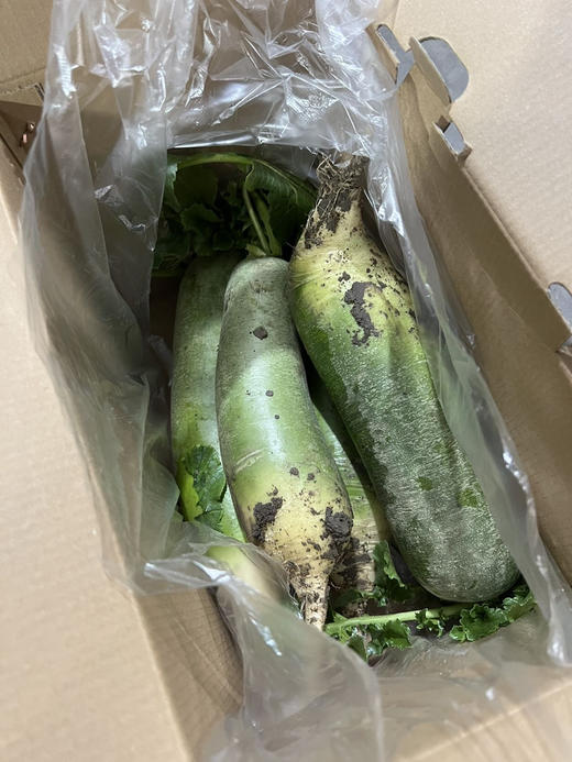 “沙窝的萝卜-赛鸭梨”
“沙窝的萝卜-嘎嘣脆”
这是天津人常说的两句歇后语。
沙窝青萝卜是天津萝卜的代表，主要是绿如翡翠，落地即碎，生吃清脆，香甜爽口，食之健胃消食，清热解毒，顺气开胸。7斤/箱 商品图2