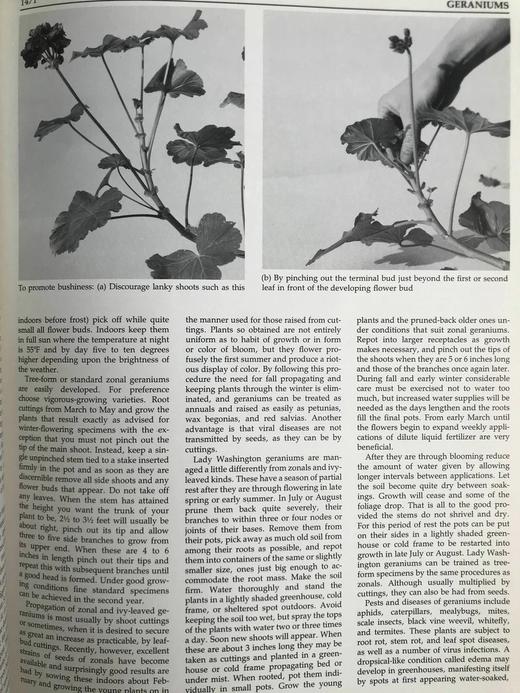 纽约植物园图解园艺百科全书（卷5） 数百幅插图 精装大16开 商品图10