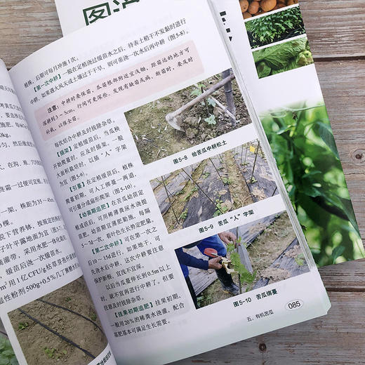 图说有机蔬菜绿色栽培 商品图5