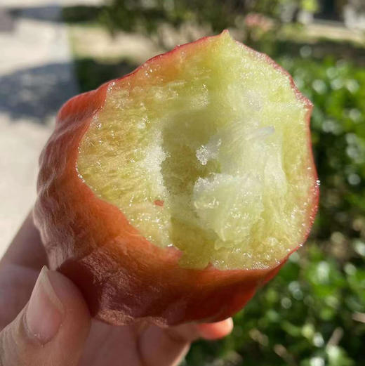 南鹿一号有机莲雾顺丰空运包邮下单从三亚发货 商品图5