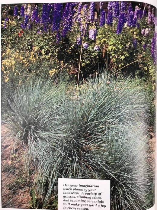 园艺宝典 数百幅彩色插图 精装16开 商品图8