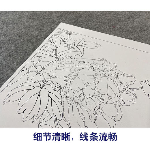 【大彩图】李晓明工笔画白描底稿小品《昆山夜光》牡丹临摹勾线花鸟线稿K038 商品图4