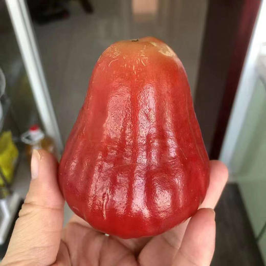 南鹿一号有机莲雾顺丰空运包邮下单从三亚发货 商品图11