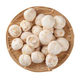 白蘑菇 约220g/份