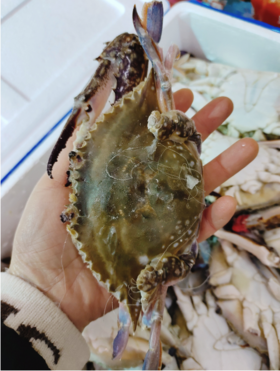 泡沫箱梭子蟹一箱