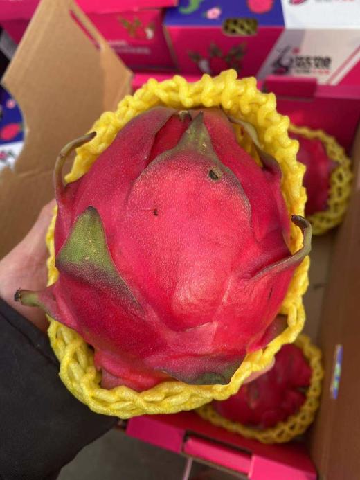 周二取货：【海南蜜宝火龙果】一个1斤左右，纯甜！多汁！肉细！抗老神器哦！ 商品图3