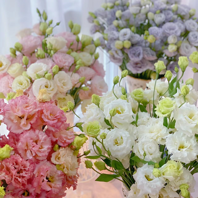 随机色丨洋桔梗【单拍不发】