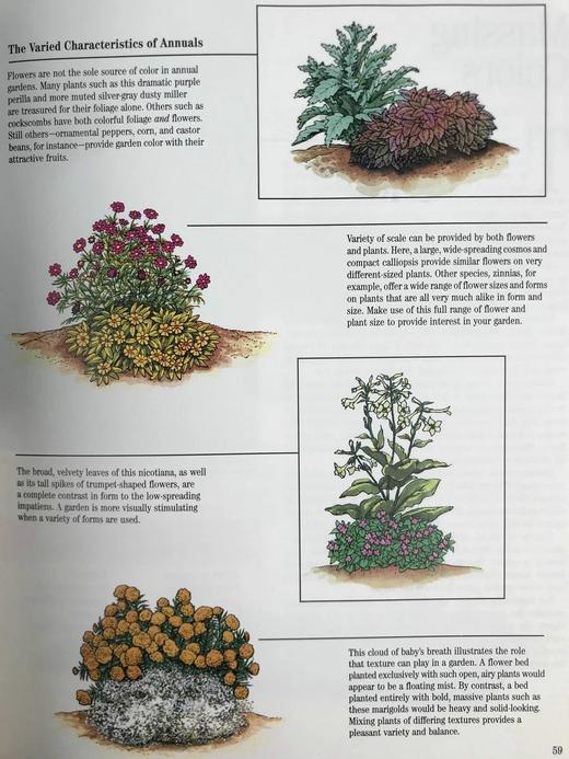 园艺宝典 数百幅彩色插图 精装16开 商品图13