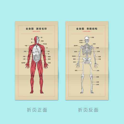 读客摸着自己学人体 摸懂人体运作的神奇 山本健人 人体奥秘 医学 商品图7