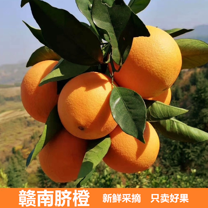 【红土赣南脐橙🍊】 产地直发，一件包邮👍树上熟🌳现摘现发🔥黄金糖酸比17.5°酸甜皆由你😋土好，橙更好👍 酸甜可口，清爽解腻，柔软化渣💕