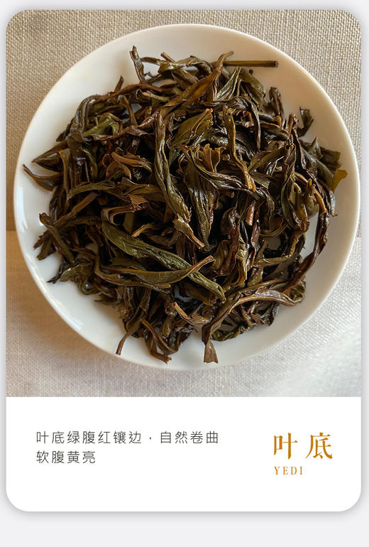 凤凰单枞 | 2023年 正春 宋种100G/罐 商品图4