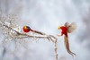 行摄华中屋脊，最诗情最画意  ——神农架穿越+雪地金丝猴+红腹锦鸡7天 商品缩略图5