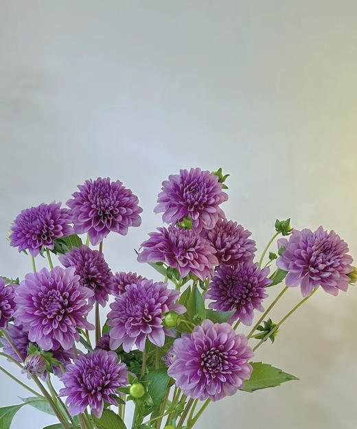 【新花派】大丽花-紫色  5枝/扎 商品图1