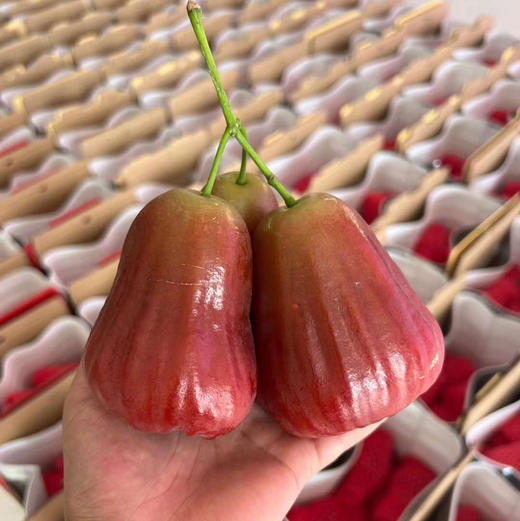 南鹿一号有机莲雾顺丰空运包邮下单从三亚发货 商品图9