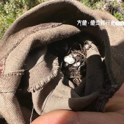 藏地干货｜野生川贝母 自然生长 原色川贝 无熏硫 商品图3