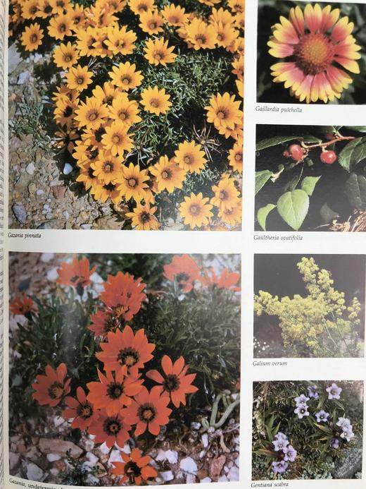 纽约植物园图解园艺百科全书（卷5） 数百幅插图 精装大16开 商品图9