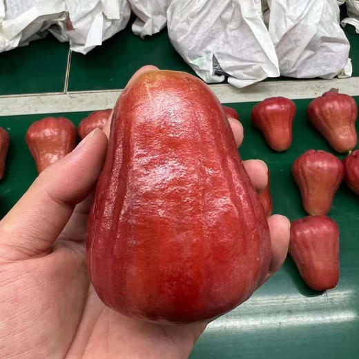 南鹿一号有机莲雾顺丰空运包邮下单从三亚发货 商品图10