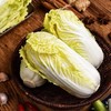 【生鲜预定】娃娃菜 商品缩略图2