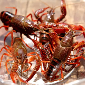 小龙虾（4-6钱，不剥壳）（约500g/份）