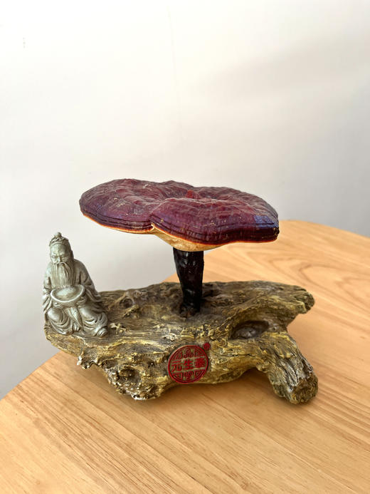 武夷山彭祖灵芝盆景 商品图2