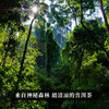 【野人山】人迹罕见的原始丛林被爱茶人赞为普洱圣地，既有班章的霸气又保留了原始森林的韵味 商品缩略图1