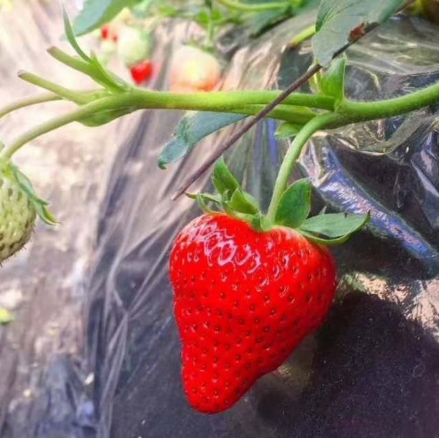北京红颜草莓最新上市，没有药，没有膨大，自然生长，香甜！