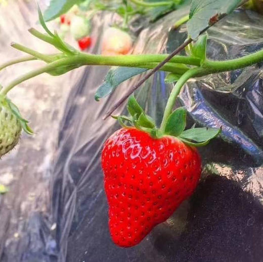 北京红颜草莓最新上市，没有药，没有膨大，自然生长，香甜！ 商品图0