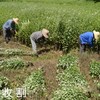 【蕲艾叶包】蕲艾叶   泡澡  泡脚 500克/袋， 商品缩略图1