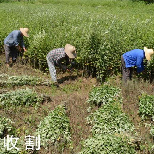 【蕲艾叶包】蕲艾叶   泡澡  泡脚 500克/袋， 商品图1