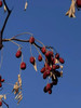 塔玛庄园自有基地吊树自然吊干若羌灰枣胡杨小枣 商品缩略图1