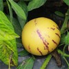 【顺丰/京东】树上熟人参果 清甜的汁水瞬间充斥味蕾  好吃回味 - ATX 商品缩略图1