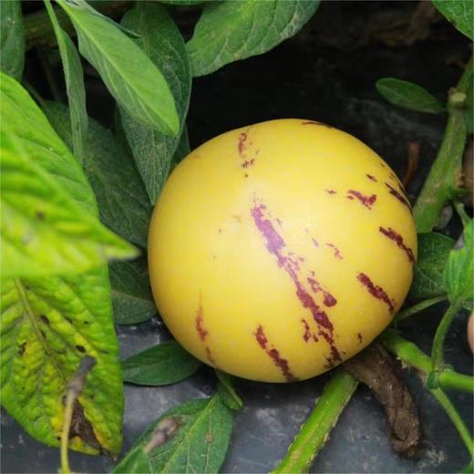 【顺丰/京东】树上熟人参果 清甜的汁水瞬间充斥味蕾  好吃回味 - ATX 商品图1