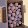 农场散养柴鸡蛋，吃谷物小虫的溜达鸡蛋，香，5斤/箱 商品缩略图5