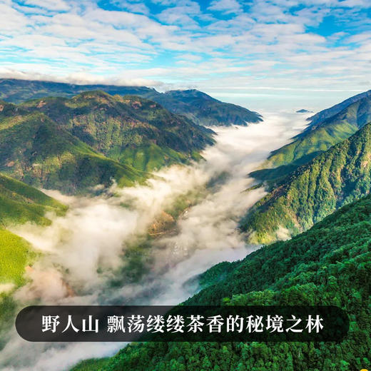 【野人山】人迹罕见的原始丛林被爱茶人赞为普洱圣地，既有班章的霸气又保留了原始森林的韵味 商品图9