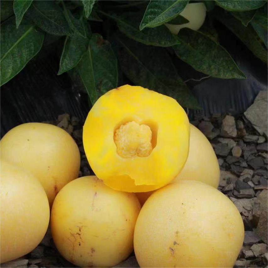 【顺丰/京东】树上熟人参果 清甜的汁水瞬间充斥味蕾  好吃回味 - ATX