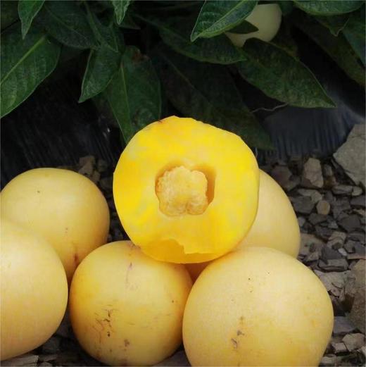 【顺丰/京东】树上熟人参果 清甜的汁水瞬间充斥味蕾  好吃回味 - ATX 商品图0