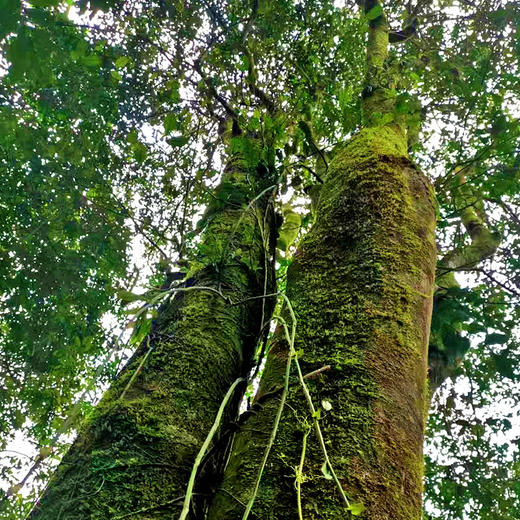【野人山】人迹罕见的原始丛林被爱茶人赞为普洱圣地，既有班章的霸气又保留了原始森林的韵味 商品图8